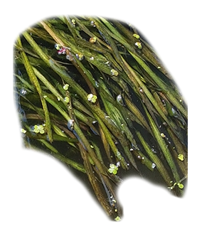 Vallisneria