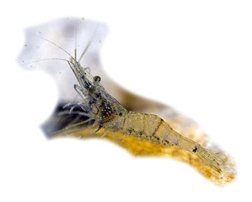 Gamberetto d'acqua dolce
