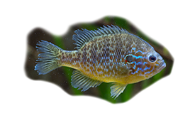 Persico Sole