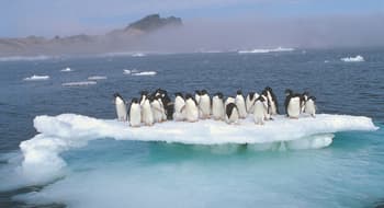 Una colonia di pinguini di Adelia (Pygoscelis adeliae) si accalca sul residuo di un lastrone di ghiaccio in scioglimento durante il periodo estivo