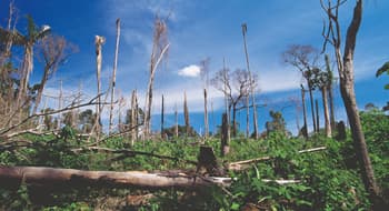 Grosse aree boschive vengono date alle fiamme per interessi economici.