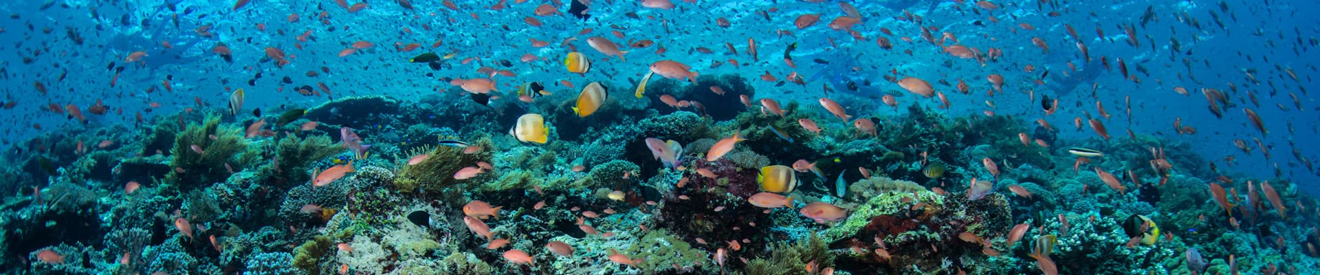 La Barriera Corallina