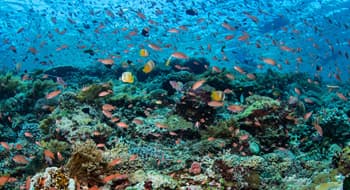 La Barriera Corallina