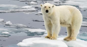 A causa della perdita del loro habitat molti animali, come l’orso polare, rischiano l’estinzione