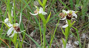 Il Parco Mincio e i territori&nbsp;dell’area Gal